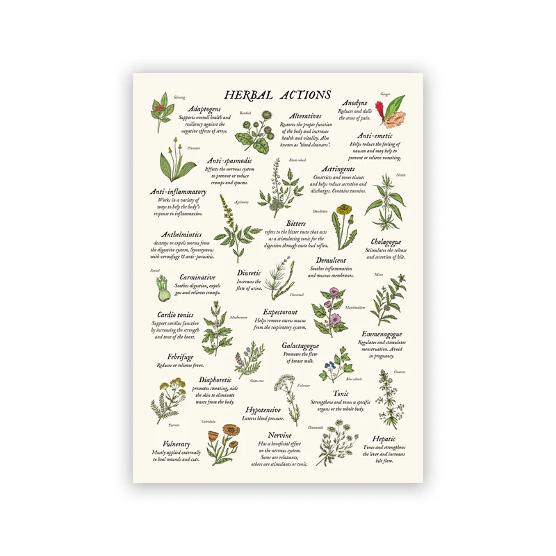 Plakat zioła i przyprawy - botaniczny wykres do kuchni Granatowy