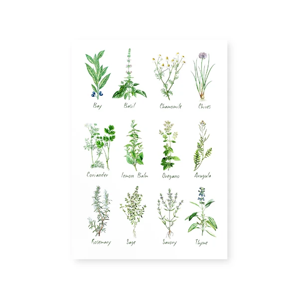 Plakat zioła i przyprawy - botaniczny wykres do kuchni Zielony