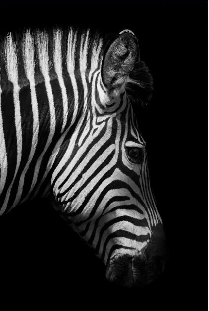 Lew, słoń, hipopotam i zebra - zestaw plakatów Czarny