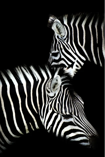 Lew, słoń, hipopotam i zebra - zestaw plakatów Fioletowy