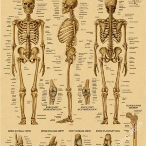 Plakaty anatomiczne układy narządów retro Burgundia