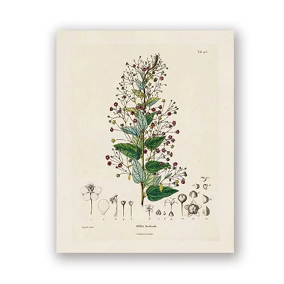 Plakaty botaniczne vintage - ilustracje roślin Wzór 3