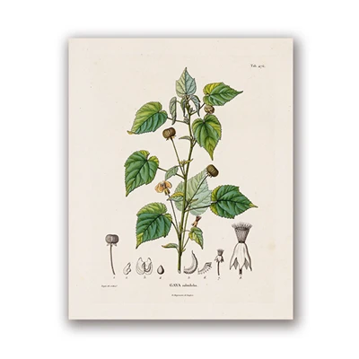Plakaty botaniczne vintage - ilustracje roślin Wzór 4