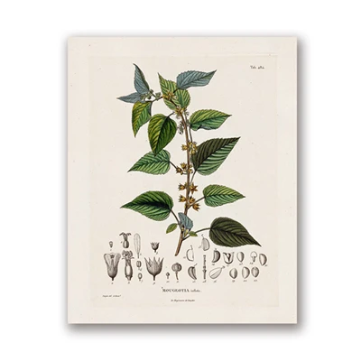 Plakaty botaniczne vintage - ilustracje roślin Wzór 5