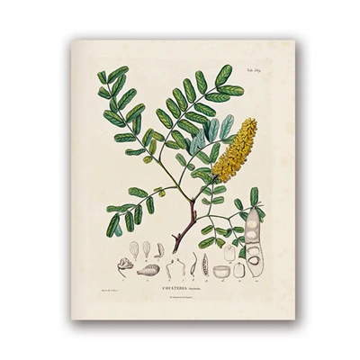 Plakaty botaniczne vintage - ilustracje roślin Wzór 6