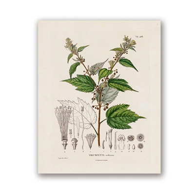 Plakaty botaniczne vintage - ilustracje roślin Wzór 7