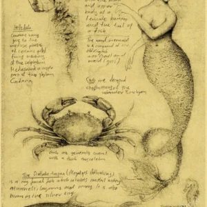 Stare szkice anatomiczne - plakat vintage Wzór 1