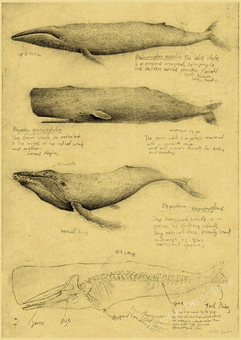 Stare szkice anatomiczne – plakat vintage Wzór 9