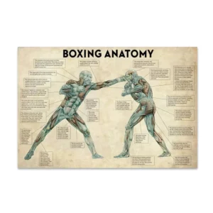 Anatomia boksera - plakat w stylu vintage Biały