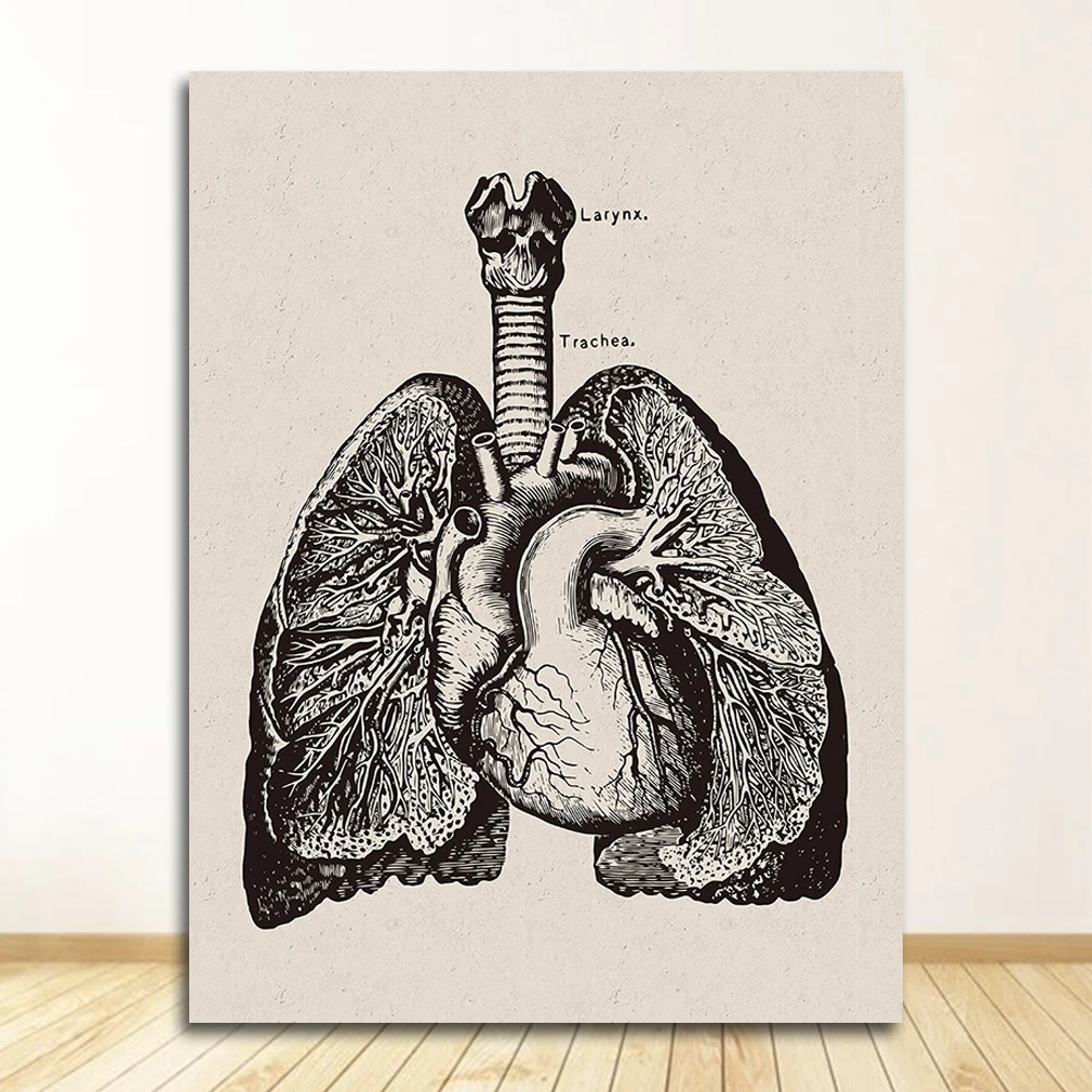 Anatomia człowieka - plakat mięśnie i szkielet Burgundia