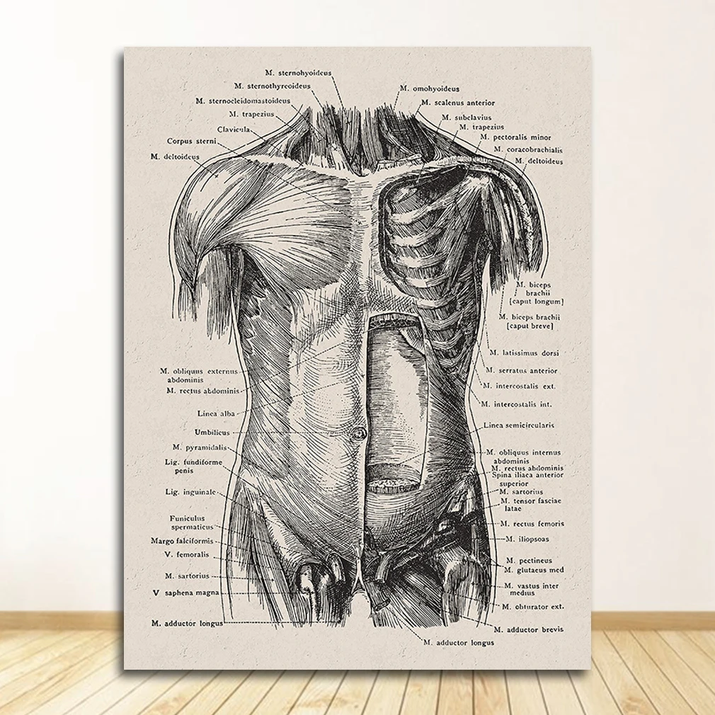 Anatomia człowieka - plakat mięśnie i szkielet Granatowy