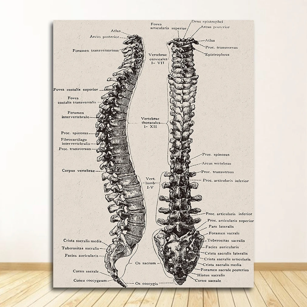 Anatomia człowieka - plakat mięśnie i szkielet Jasnoszary