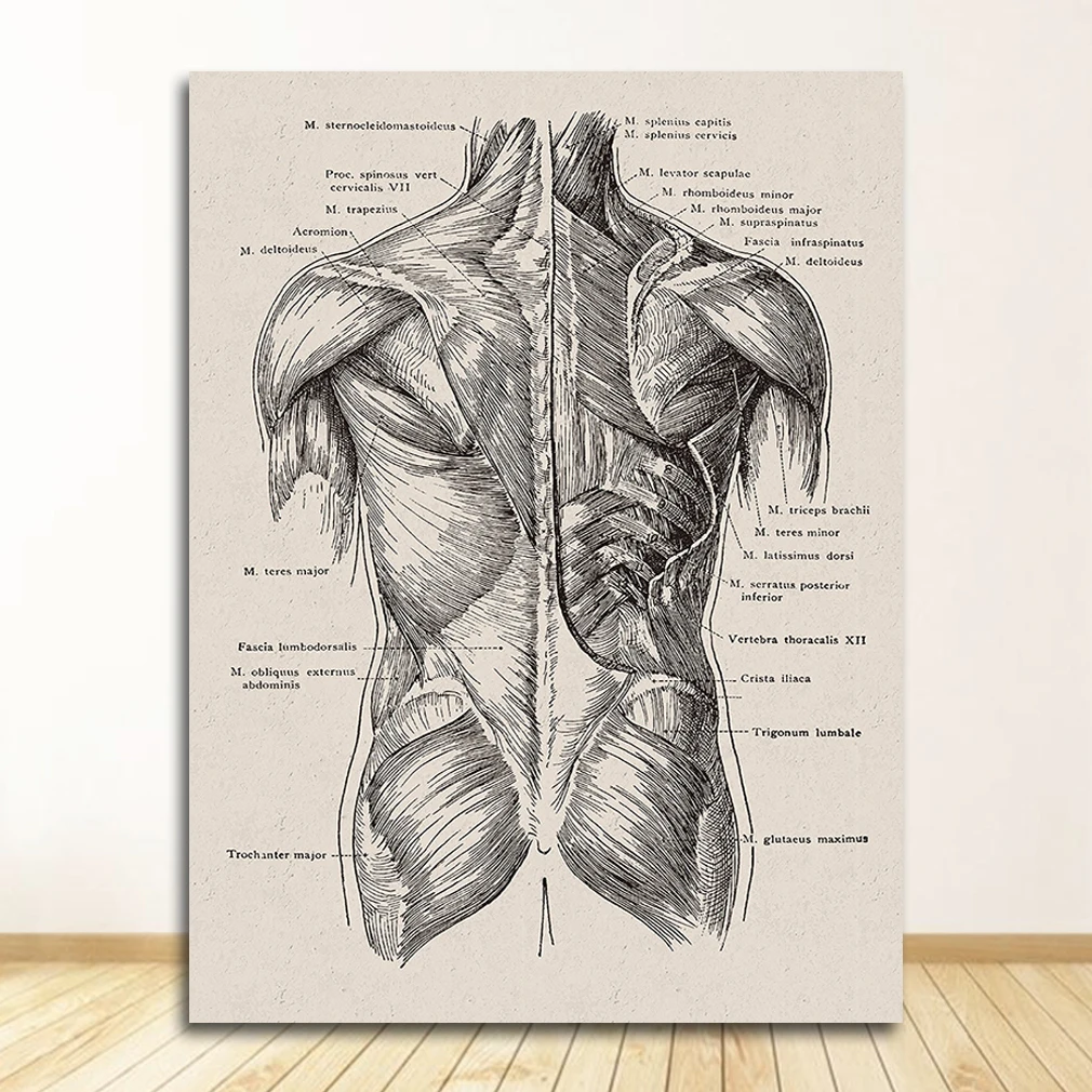 Anatomia człowieka - plakat mięśnie i szkielet Niebieski