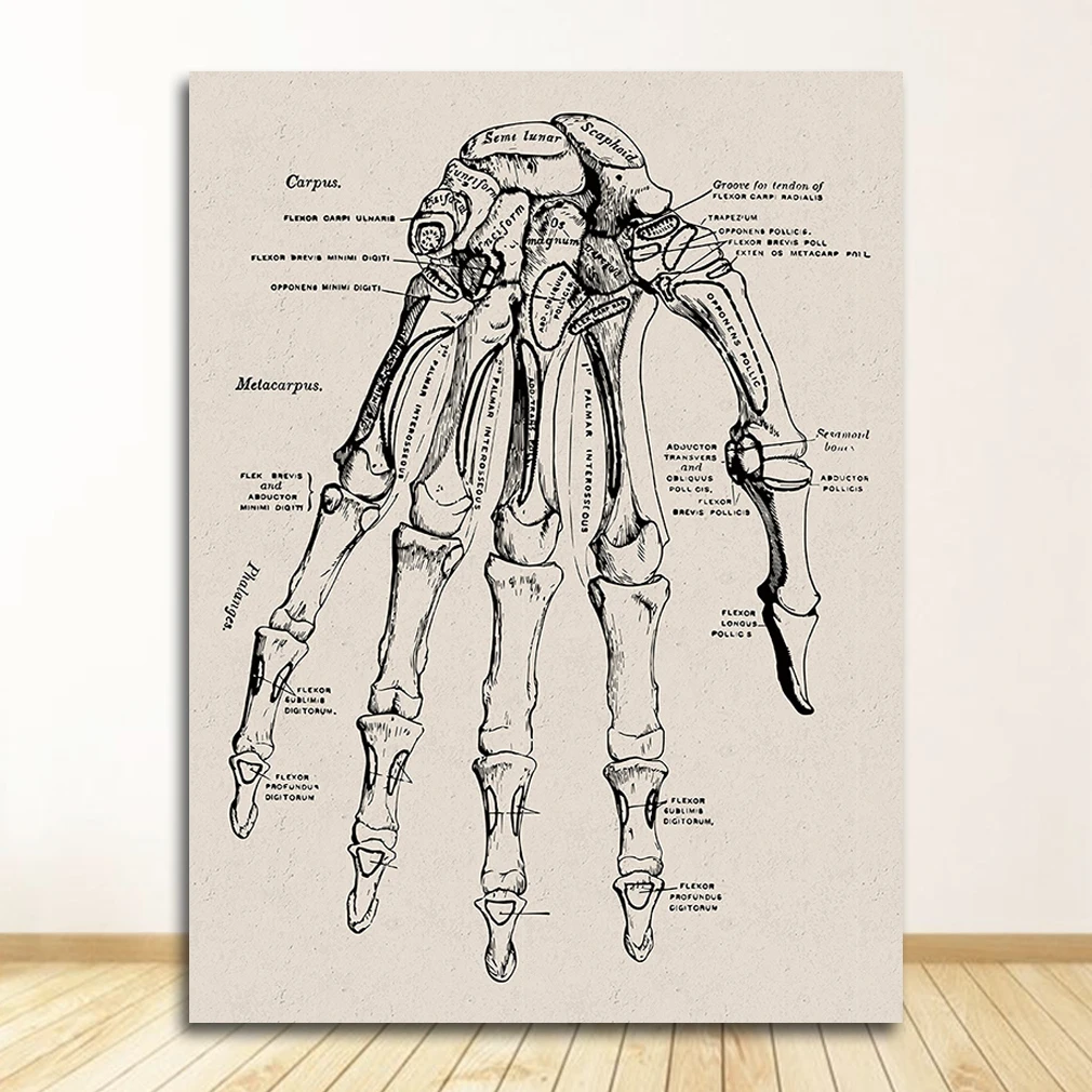 Anatomia człowieka - plakat mięśnie i szkielet Zielony