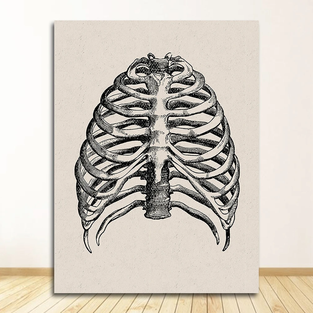 Anatomia człowieka - plakat mięśnie i szkielet żółty