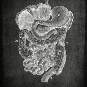 Anatomia człowieka - plakat vintage z narządami Jasnoszary