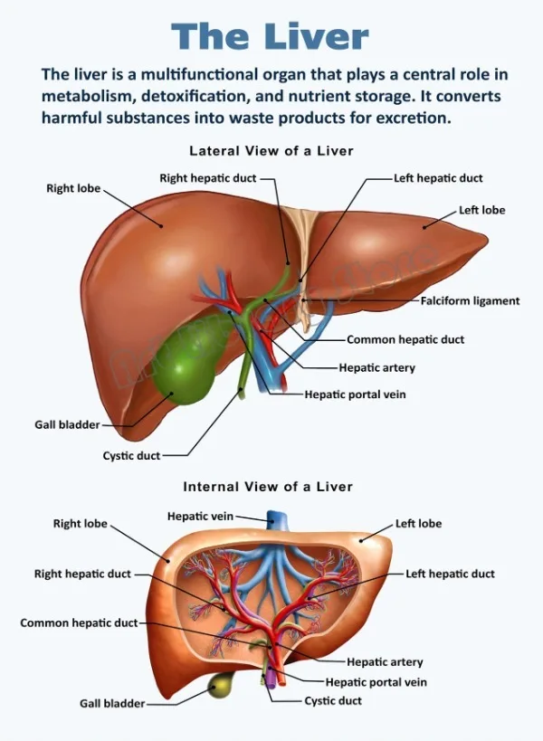 Anatomia narządów - plakat vintage do gabinetu Biały