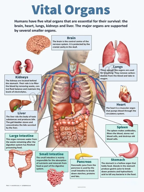 Anatomia narządów - plakat vintage do gabinetu Fioletowy