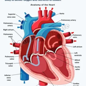 Anatomia narządów - plakat vintage do gabinetu Jasnoszary