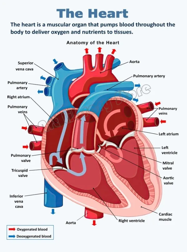Anatomia narządów - plakat vintage do gabinetu Jasnoszary