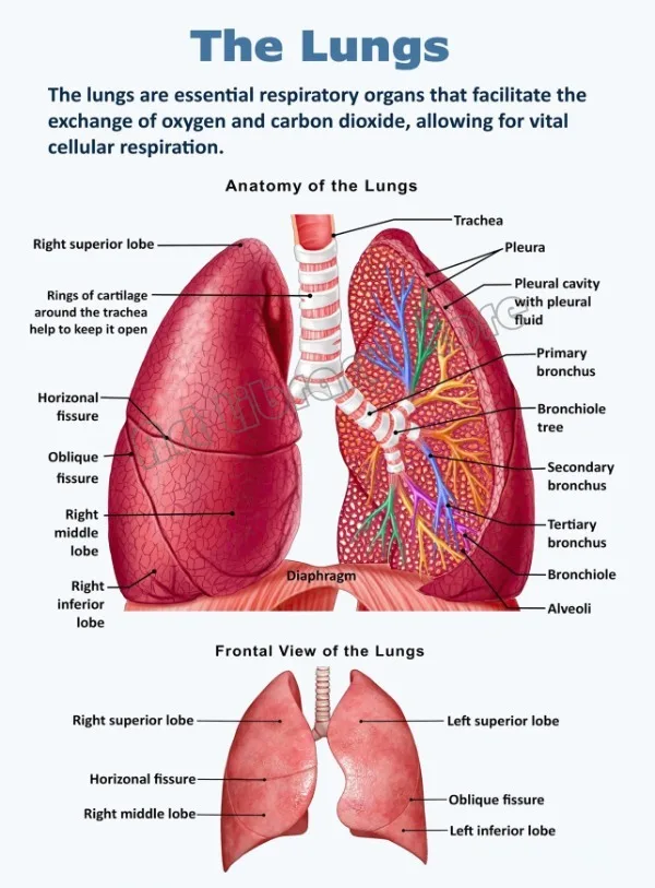 Anatomia narządów - plakat vintage do gabinetu żółty