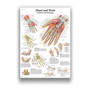 Anatomia oka - plakat medyczny do gabinetu Fioletowy/фиолетовый