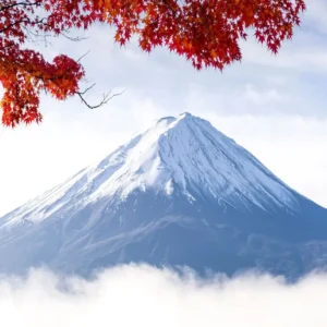Góra Fuji i kwitnąca wiśnia - plakat Czarny