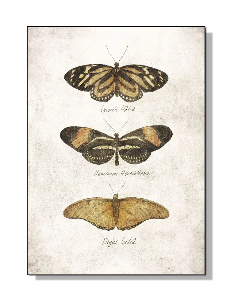 Motyle i owady - vintage plakat kolekcja Granatowy