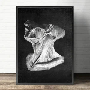 Plakat anatomiczny serca i płuc Biały