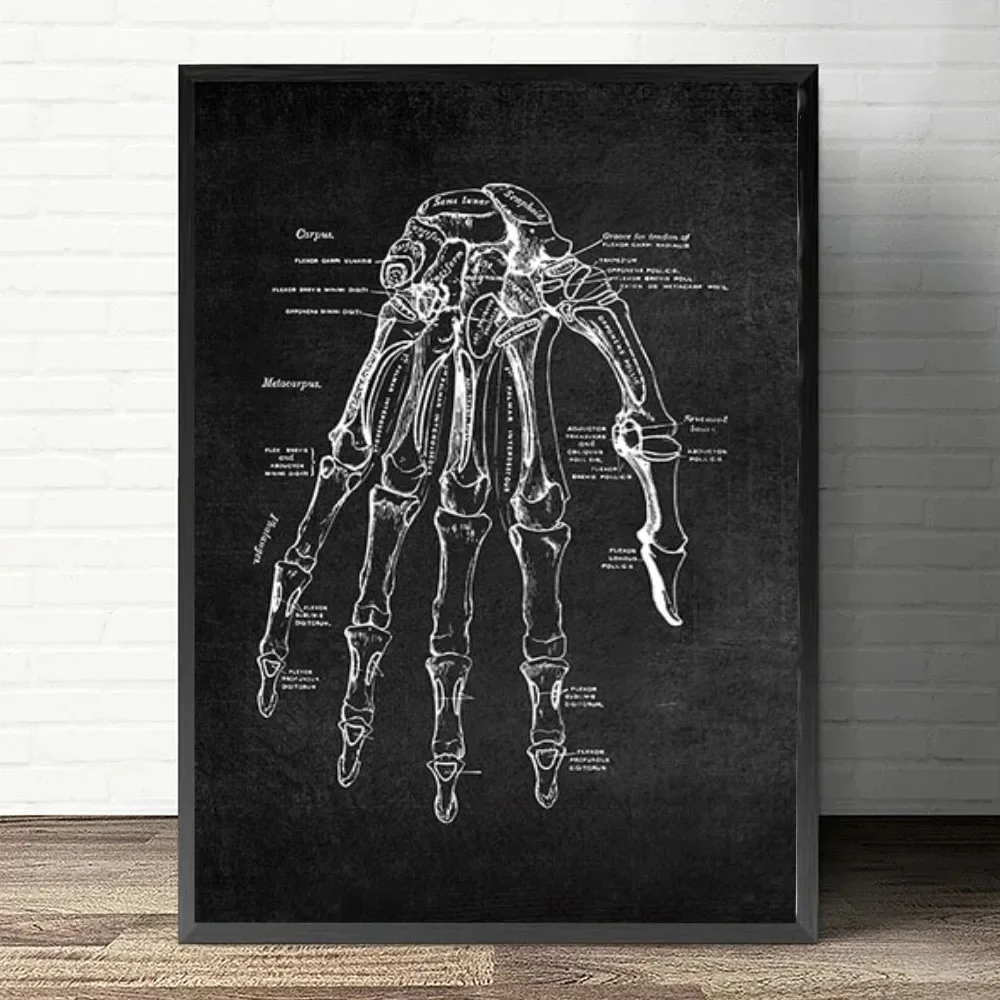 Plakat anatomiczny serca i płuc Czerwony