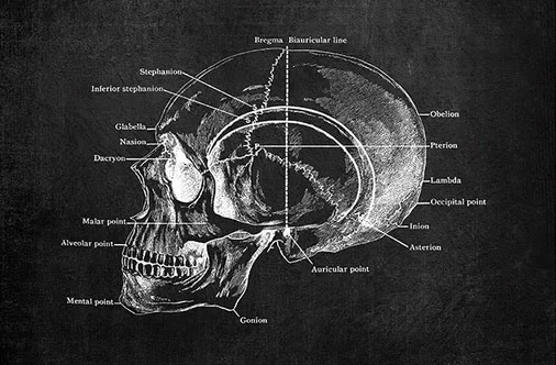 Plakat anatomiczny serca i płuc Fioletowy/фиолетовый