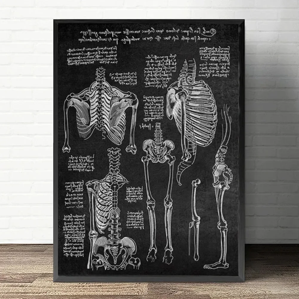 Plakat anatomiczny serca i płuc Granatowy