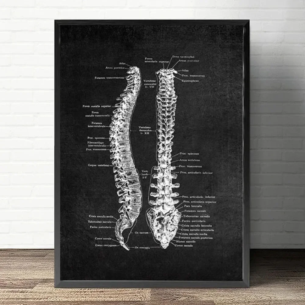 Plakat anatomiczny serca i płuc Jasnoszary