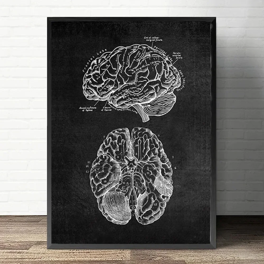 Plakat anatomiczny serca i płuc Jasnozielony
