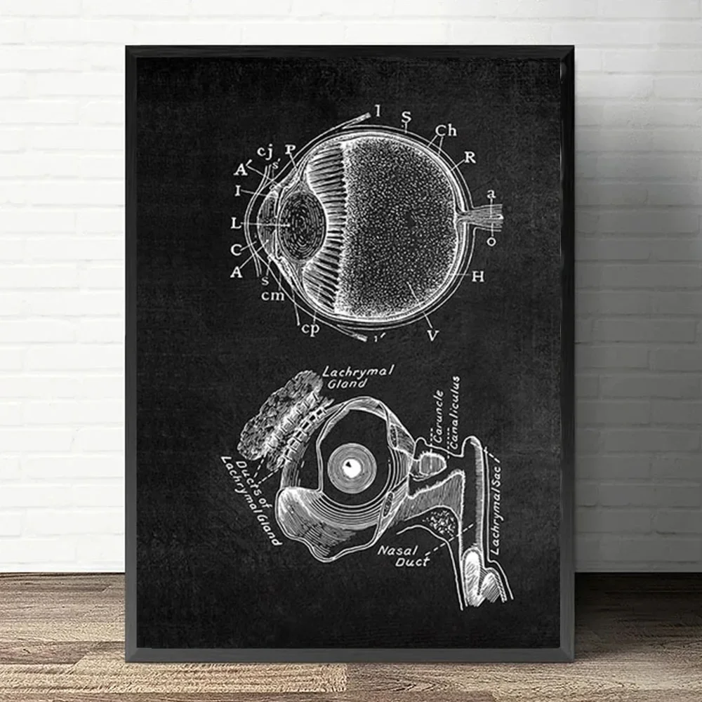 Plakat anatomiczny serca i płuc Pomarańczowy