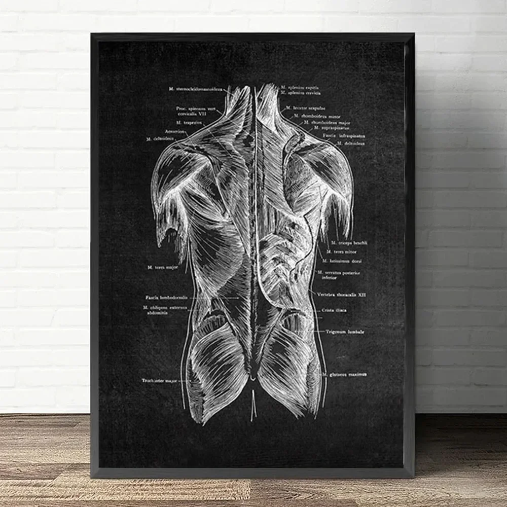 Plakat anatomiczny serca i płuc Zielony