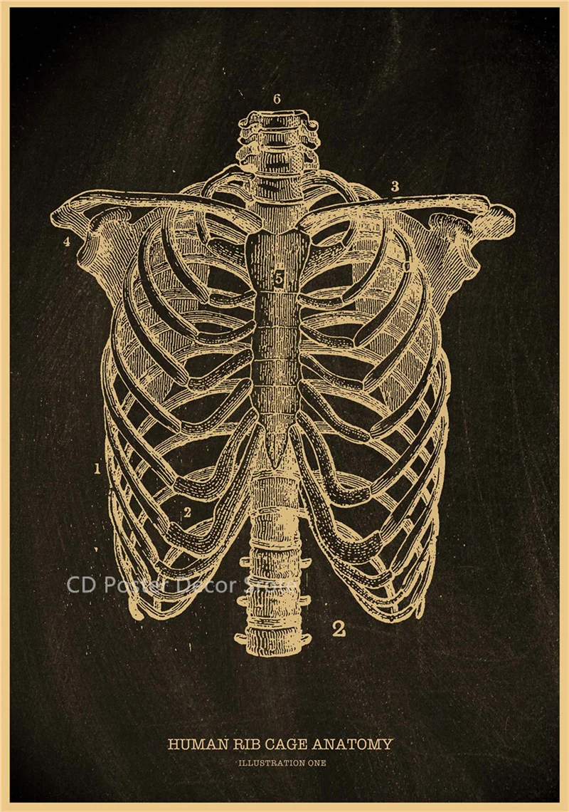 Plakat anatomiczny - szkielet człowieka Burgundia