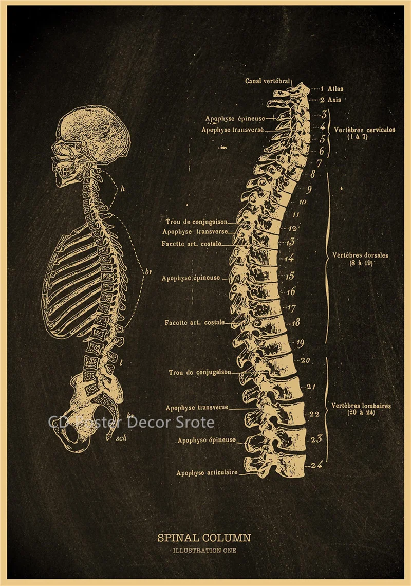 Plakat anatomiczny - szkielet człowieka Fioletowy