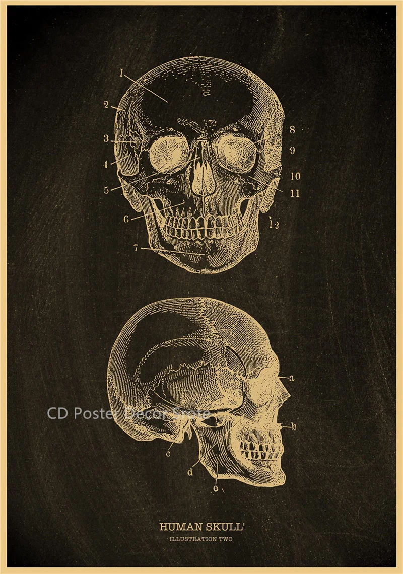 Plakat anatomiczny - szkielet człowieka Fioletowy/фиолетовый