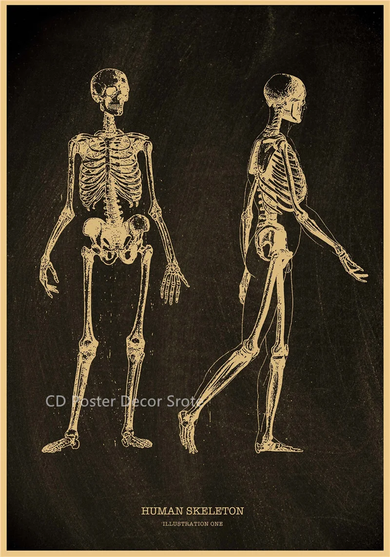 Plakat anatomiczny - szkielet człowieka Granatowy
