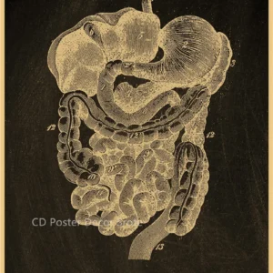 Plakat anatomiczny - szkielet człowieka Jasnozielony