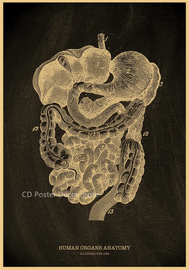 Plakat anatomiczny - szkielet człowieka Jasnozielony