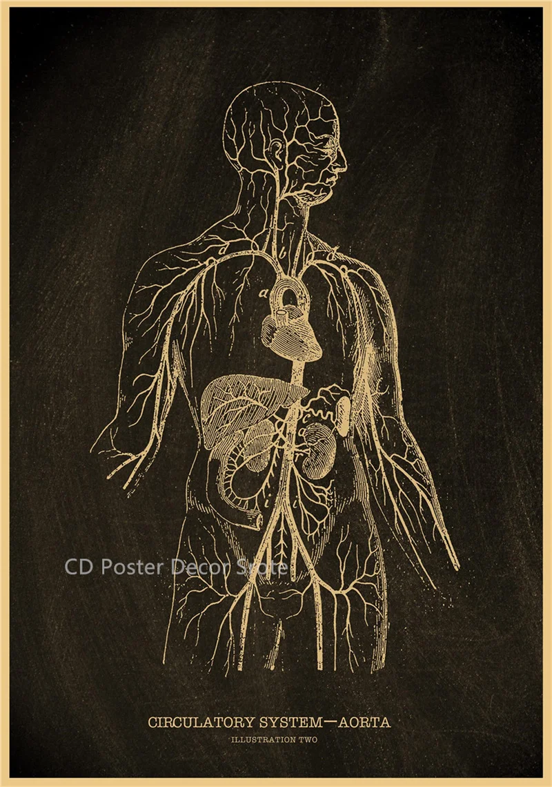 Plakat anatomiczny - szkielet człowieka Jasnożółty