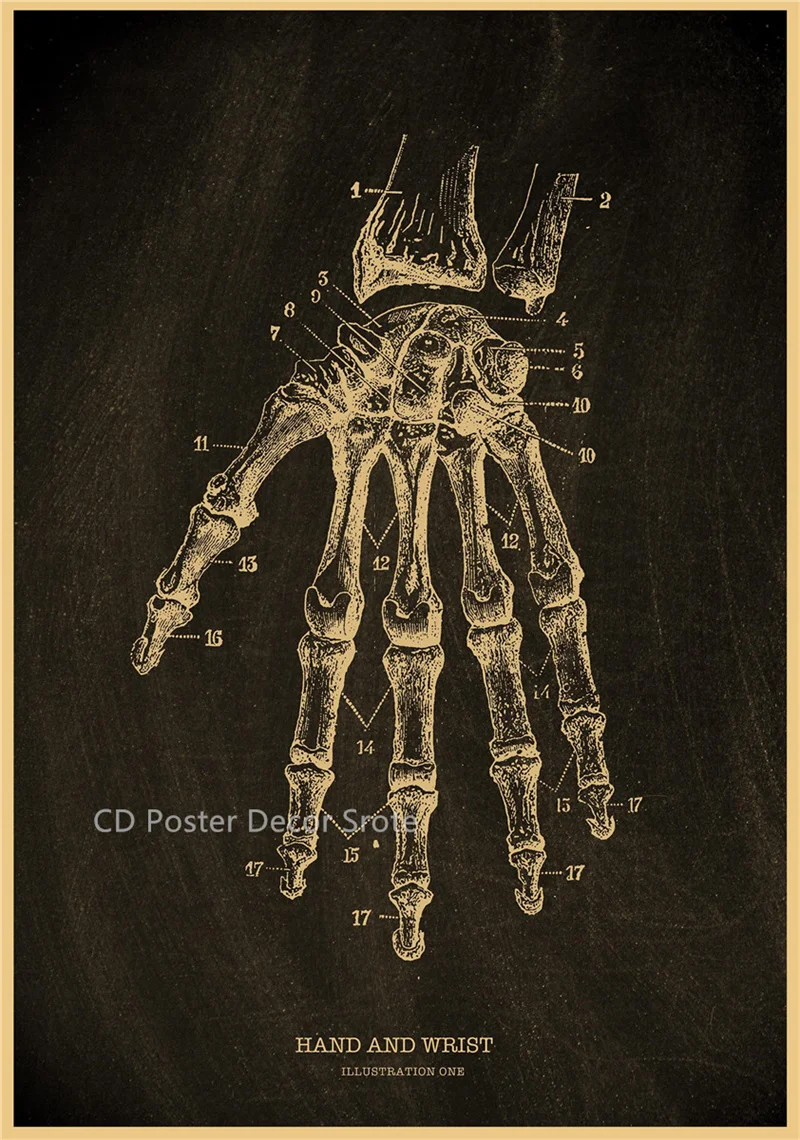 Plakat anatomiczny - szkielet człowieka Niebieski