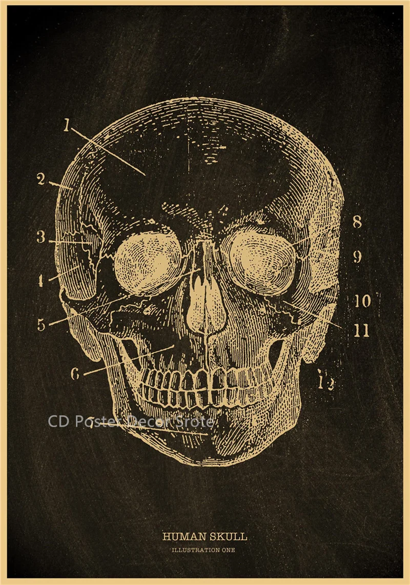 Plakat anatomiczny - szkielet człowieka Zielony