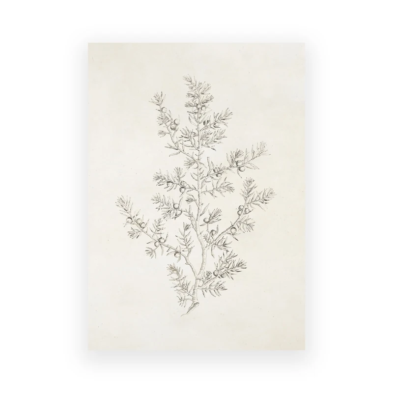 Brzoza - vintage plakat botaniczny Ciemny szary