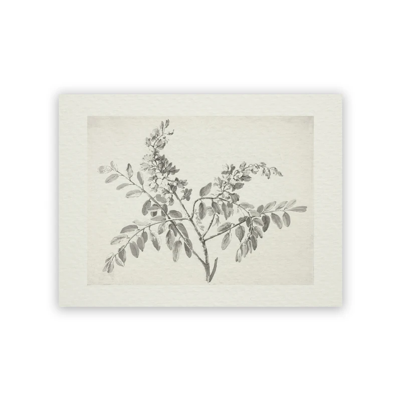 Brzoza - vintage plakat botaniczny Wielo