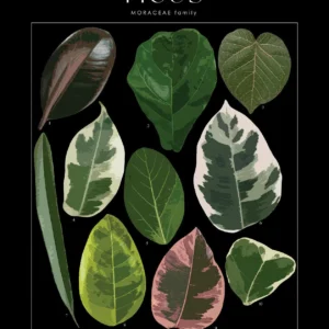 Plakat botaniczny monstera i bambus tropikalny Jasnozielony