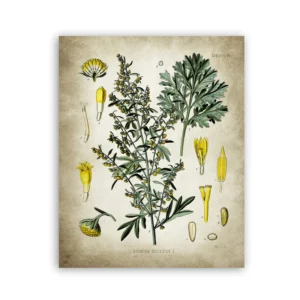 Plakat botaniczny rośliny lecznicze vintage Armijna zieleń