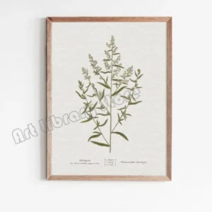 Plakat botaniczny - szałwia w stylu vintage Biały